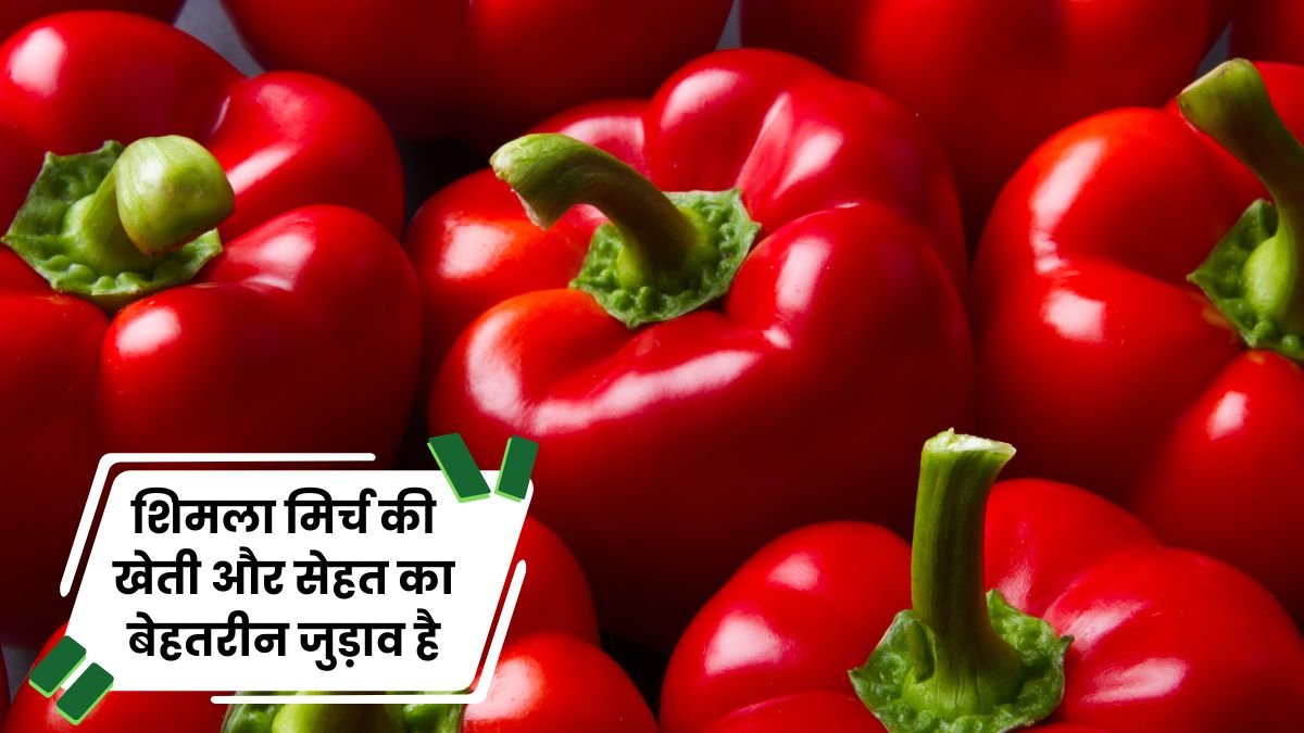 Capsicum cultivation and health have a great connection