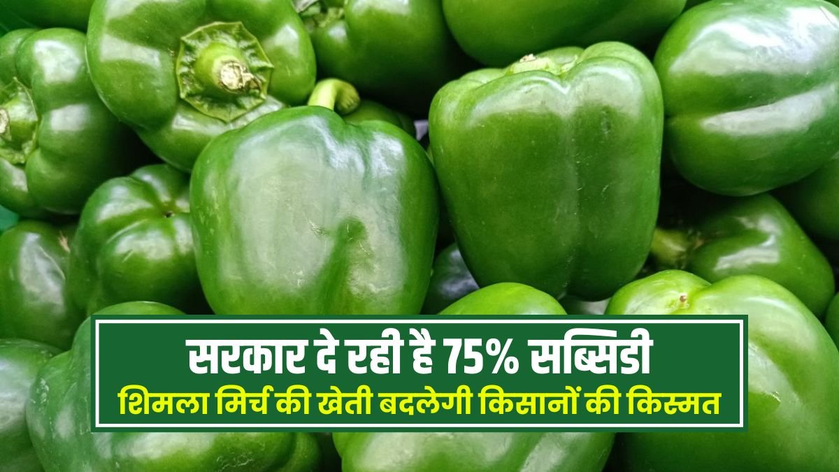 Capsicum cultivation will change the fate of farmers