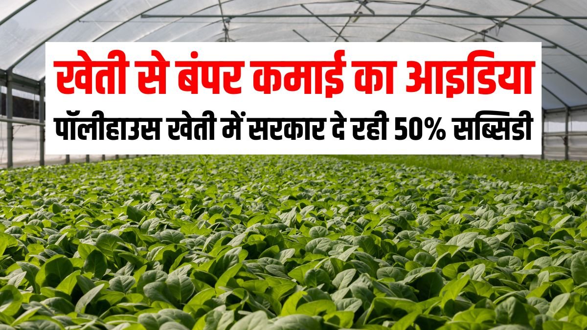 Idea of ​​earning huge income from farming: Government is giving 50% subsidy in polyhouse farming